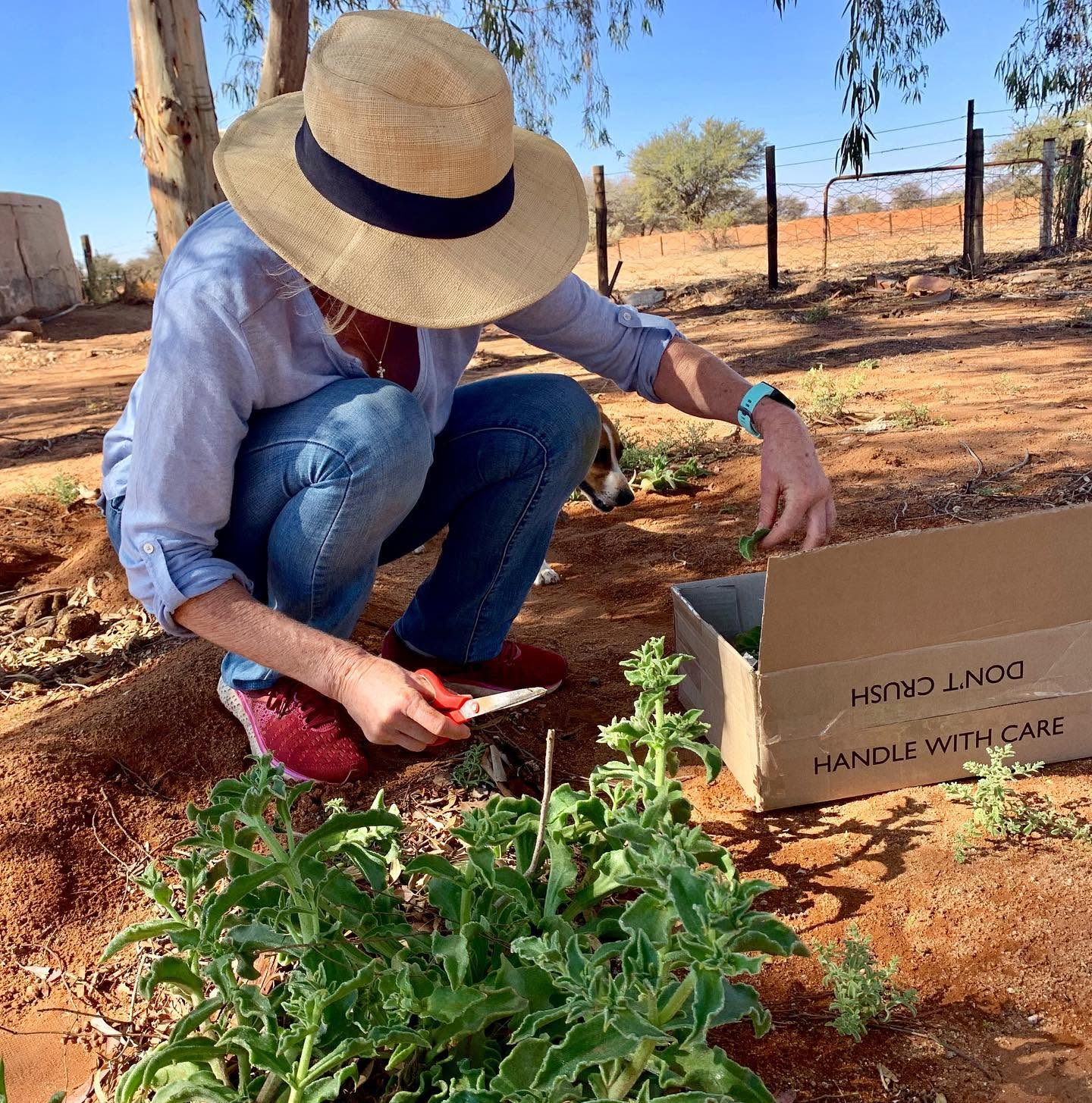 Harvesting indigenous foods at N'Rougas