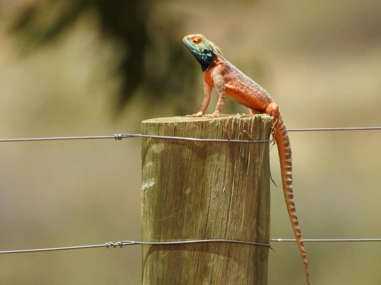 Wildlife at N'Rougas Farm