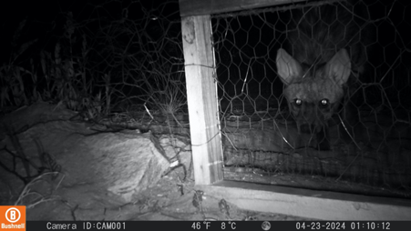 Aardwolf using a wildlife crossing at N'Rougas Farm