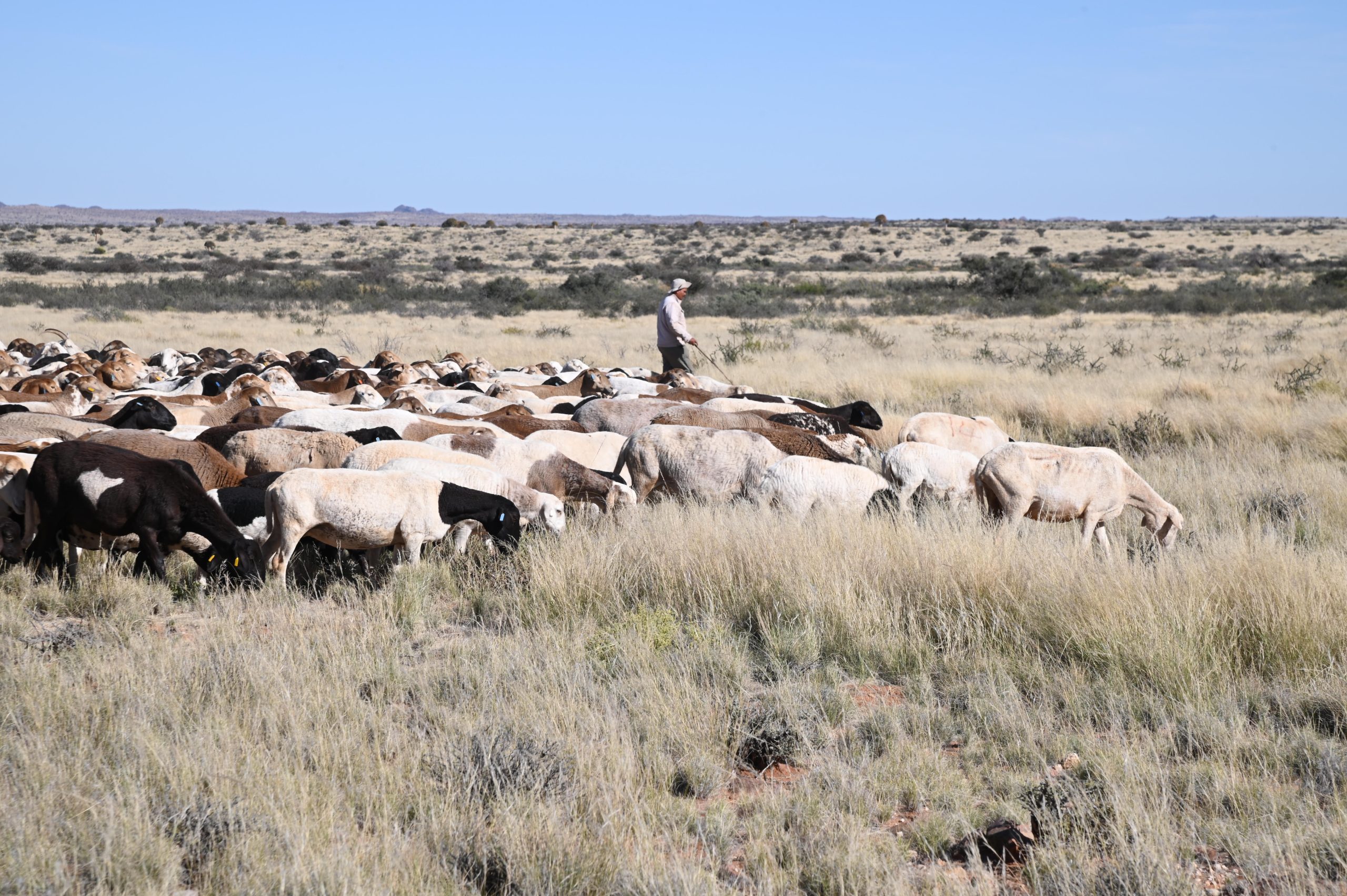 Shepherd and working dogs at N'Rougas Farm