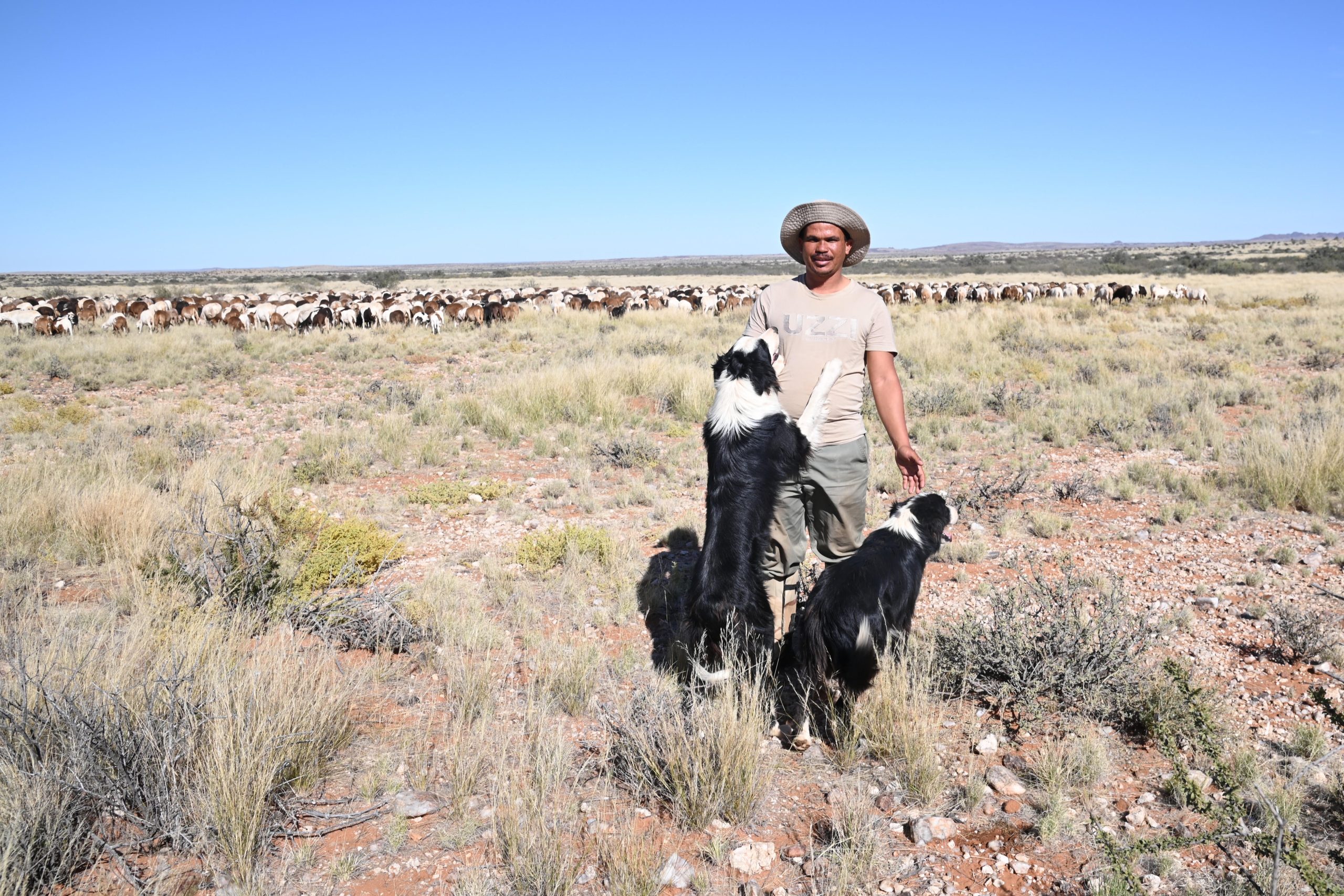 Shepherd, working dogs and sheep at N'Rougas Farm