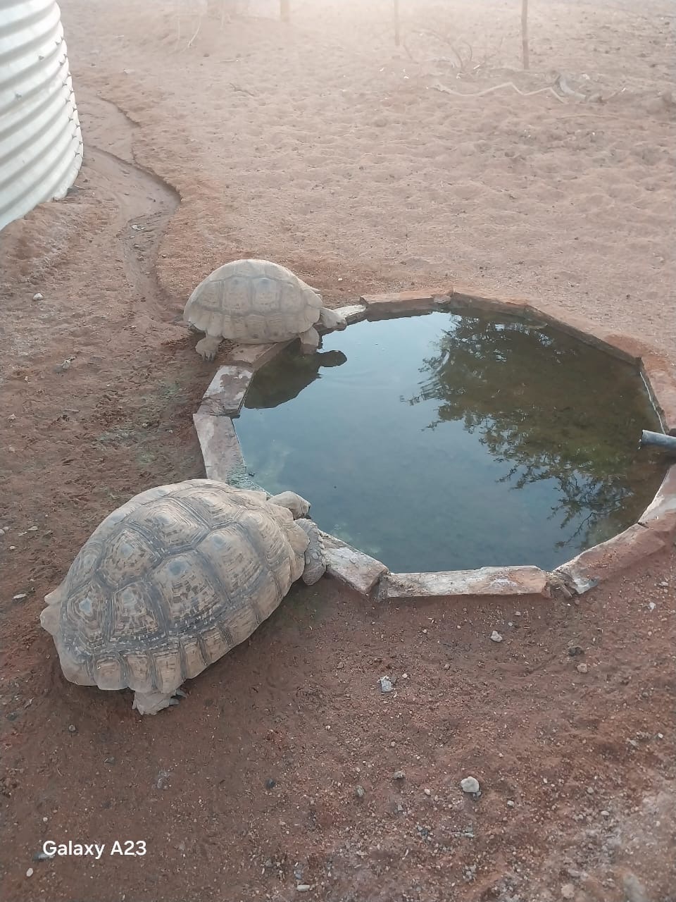 Tortoises drinking at N'Rougas Farm